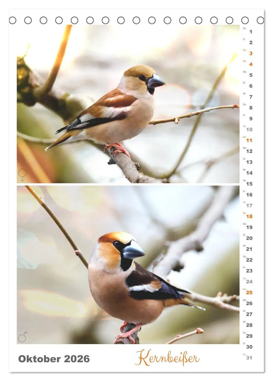 Bild: 9783516363920 | Vogel-Paare (Tischkalender 2026 DIN A5 hoch), CALVENDO Monatskalender