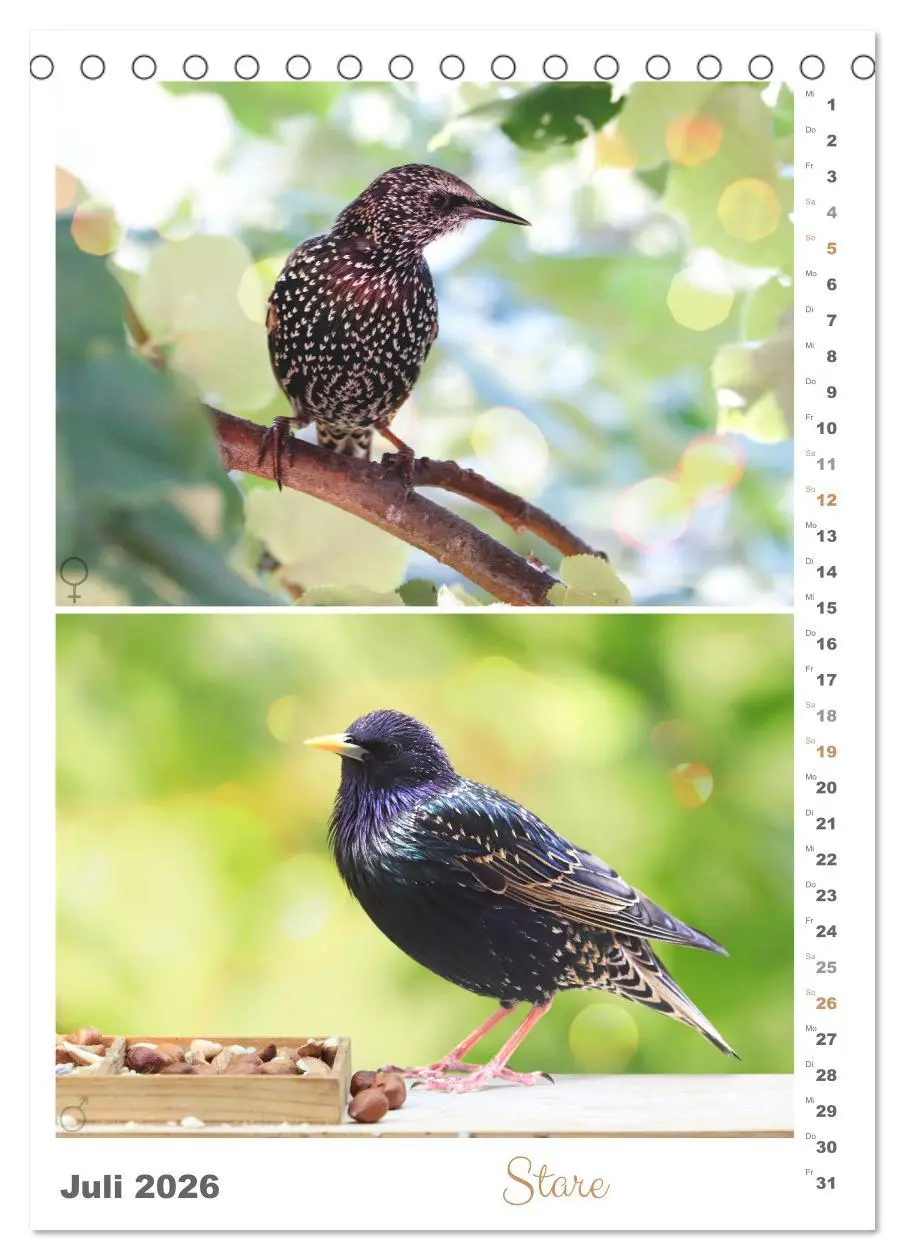 Bild: 9783516363920 | Vogel-Paare (Tischkalender 2026 DIN A5 hoch), CALVENDO Monatskalender