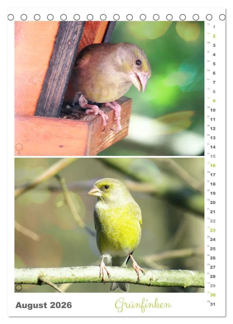 Bild: 9783516363920 | Vogel-Paare (Tischkalender 2026 DIN A5 hoch), CALVENDO Monatskalender