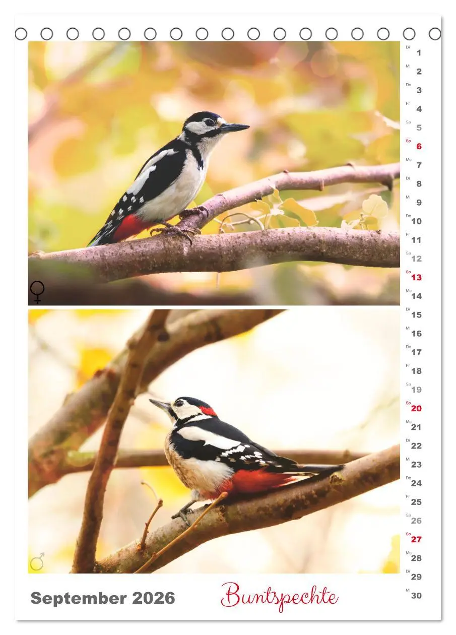Bild: 9783516363920 | Vogel-Paare (Tischkalender 2026 DIN A5 hoch), CALVENDO Monatskalender