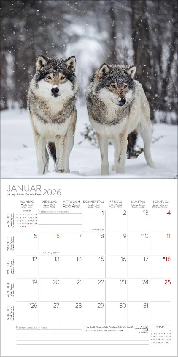 Bild: 9783731883920 | Wölfe 2026 | Verlag Korsch | Kalender | 13 S. | Deutsch | 2026