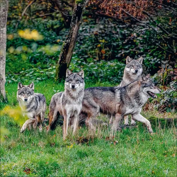 Bild: 9783731883920 | Wölfe 2026 | Verlag Korsch | Kalender | 13 S. | Deutsch | 2026