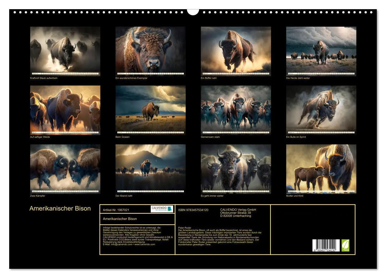 Bild: 9783457534120 | Amerikanischer Bison (Wandkalender 2026 DIN A2 quer), CALVENDO...