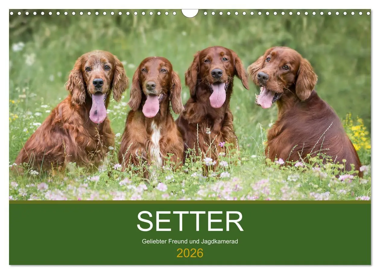 Cover: 9783457764220 | Setter - Geliebter Freund und Jagdkamerad (Wandkalender 2026 DIN A3...