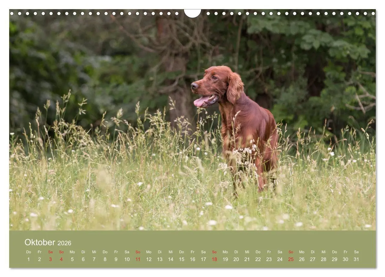 Bild: 9783457764220 | Setter - Geliebter Freund und Jagdkamerad (Wandkalender 2026 DIN A3...