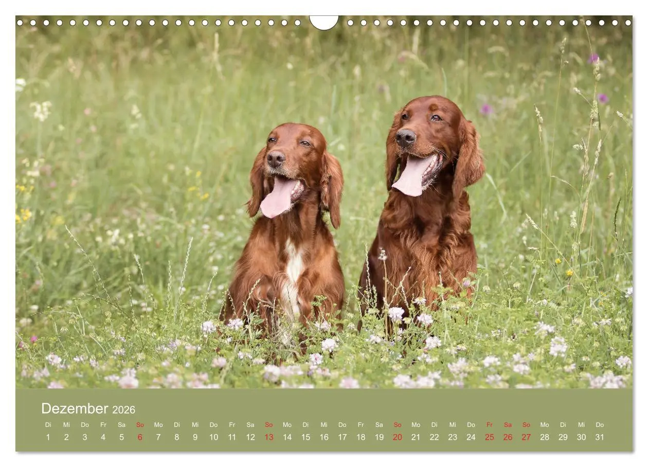 Bild: 9783457764220 | Setter - Geliebter Freund und Jagdkamerad (Wandkalender 2026 DIN A3...