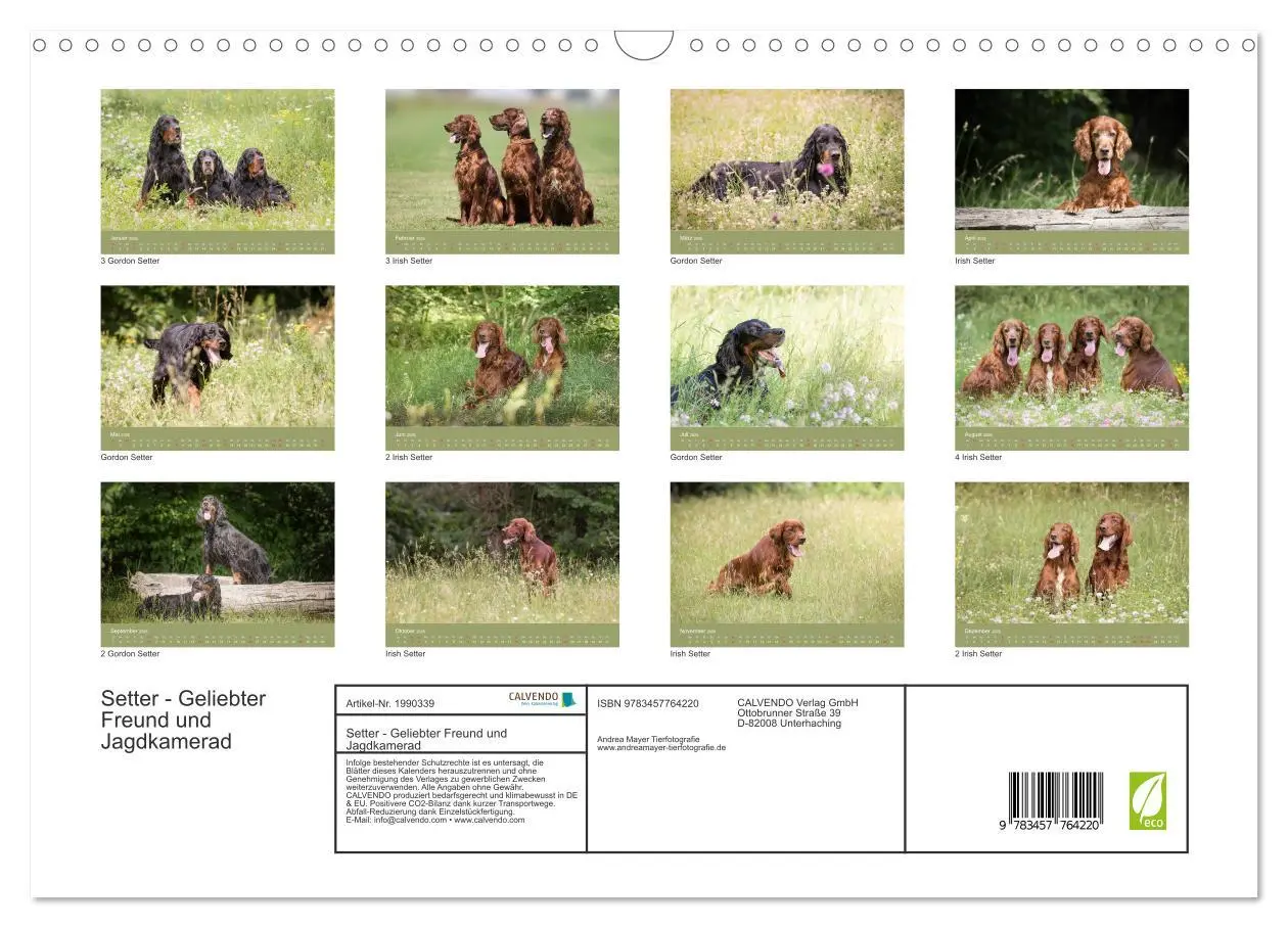 Bild: 9783457764220 | Setter - Geliebter Freund und Jagdkamerad (Wandkalender 2026 DIN A3...