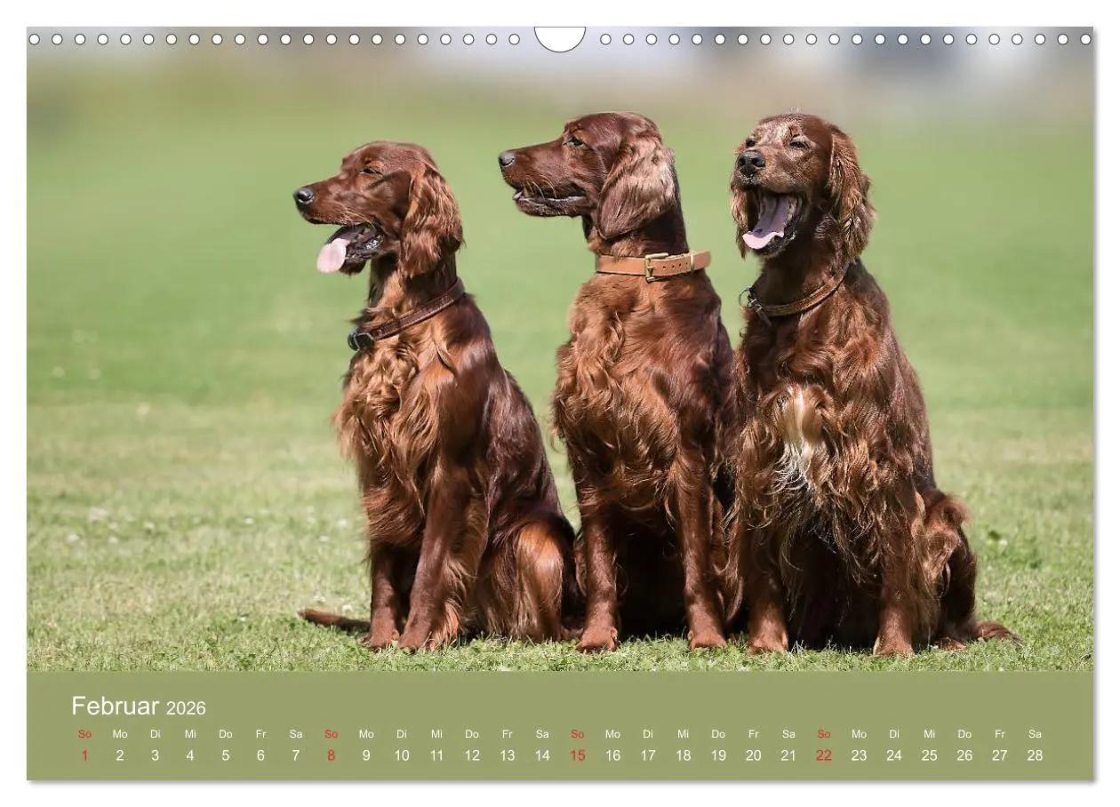 Bild: 9783457764220 | Setter - Geliebter Freund und Jagdkamerad (Wandkalender 2026 DIN A3...