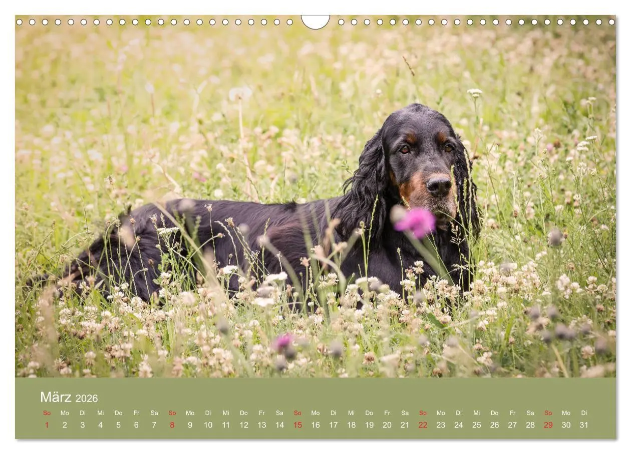 Bild: 9783457764220 | Setter - Geliebter Freund und Jagdkamerad (Wandkalender 2026 DIN A3...