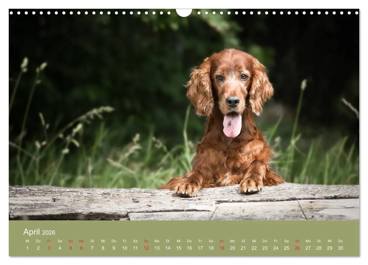 Bild: 9783457764220 | Setter - Geliebter Freund und Jagdkamerad (Wandkalender 2026 DIN A3...