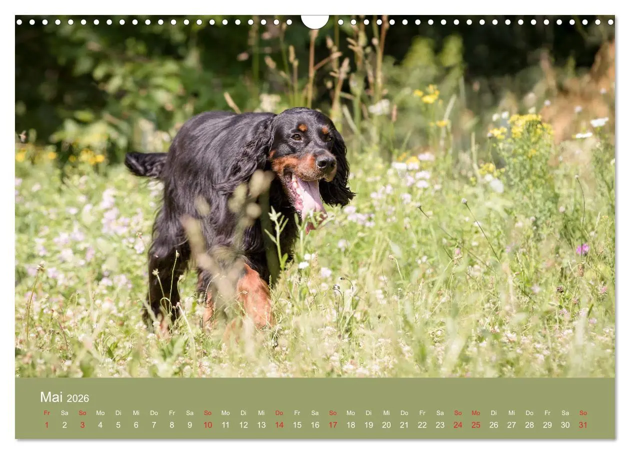 Bild: 9783457764220 | Setter - Geliebter Freund und Jagdkamerad (Wandkalender 2026 DIN A3...