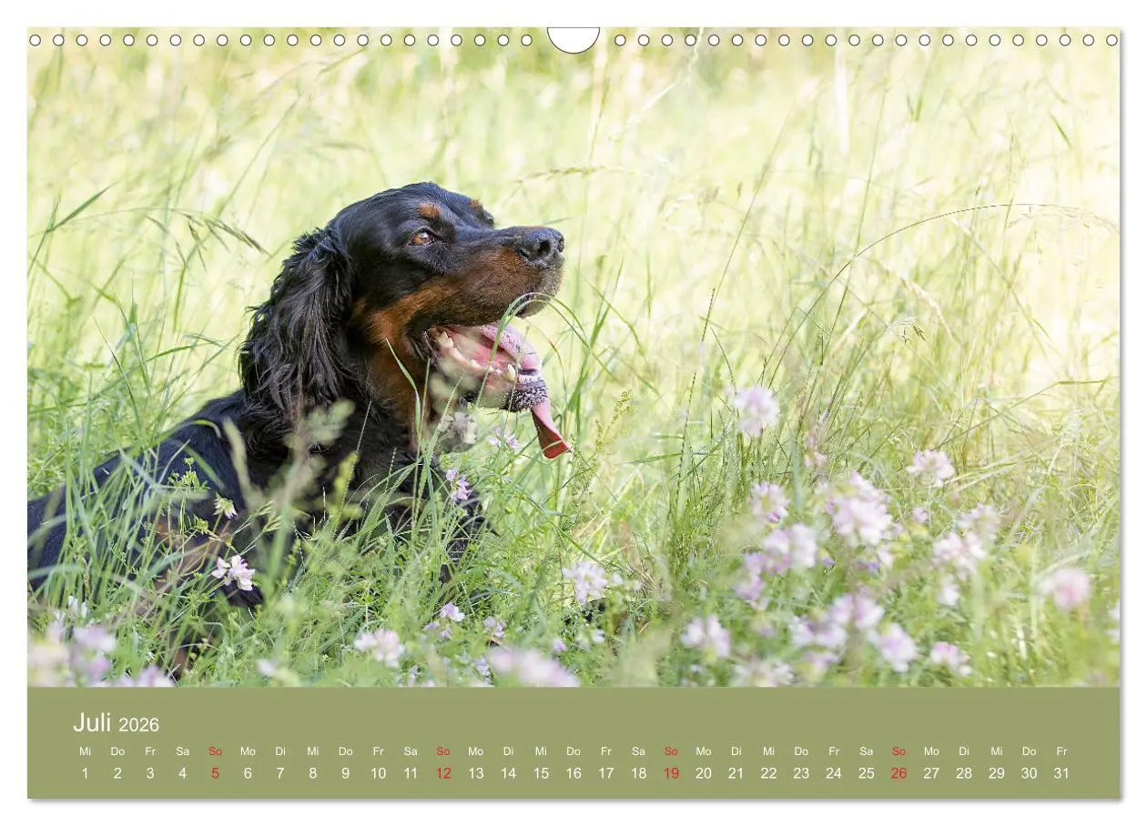 Bild: 9783457764220 | Setter - Geliebter Freund und Jagdkamerad (Wandkalender 2026 DIN A3...