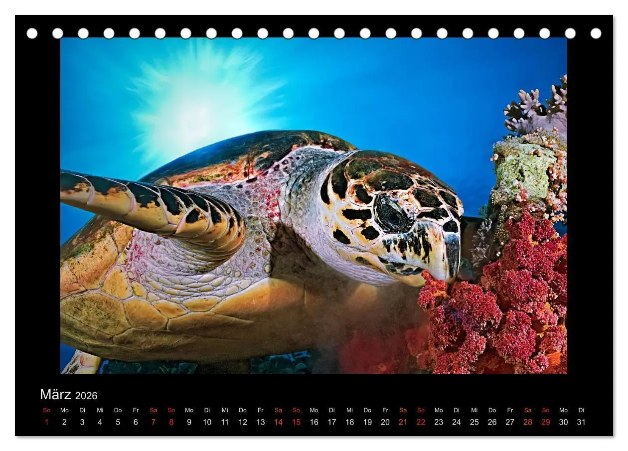 Bild: 9783516154320 | Ocean-Art / CH-Version (Tischkalender 2026 DIN A5 quer), CALVENDO...