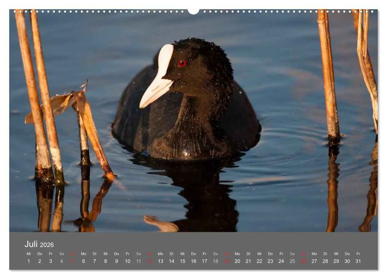 Bild: 9783457984420 | Der Federsee - Vogelparadies in Oberschwaben (hochwertiger Premium...