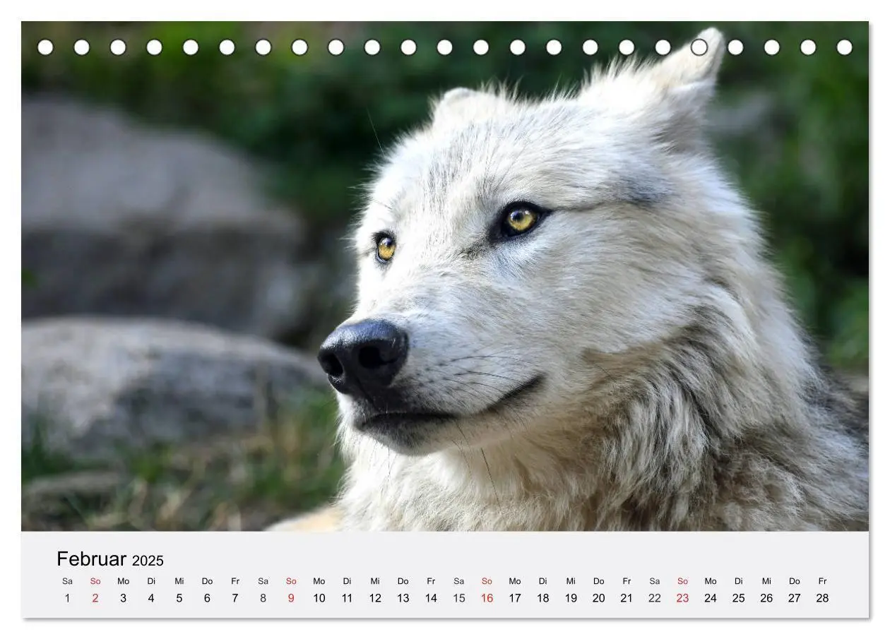 Bild: 9783435174720 | Wölfe. Ein Herz für Isegrim! (Tischkalender 2025 DIN A5 quer),...