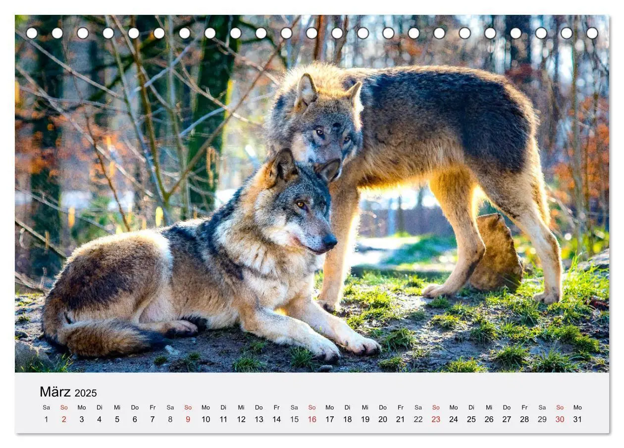 Bild: 9783435174720 | Wölfe. Ein Herz für Isegrim! (Tischkalender 2025 DIN A5 quer),...