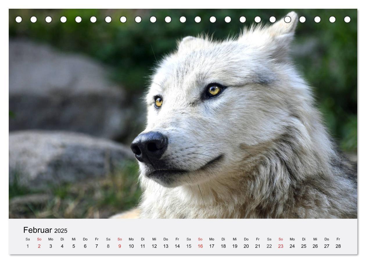Bild: 9783435174720 | Wölfe. Ein Herz für Isegrim! (Tischkalender 2025 DIN A5 quer),...