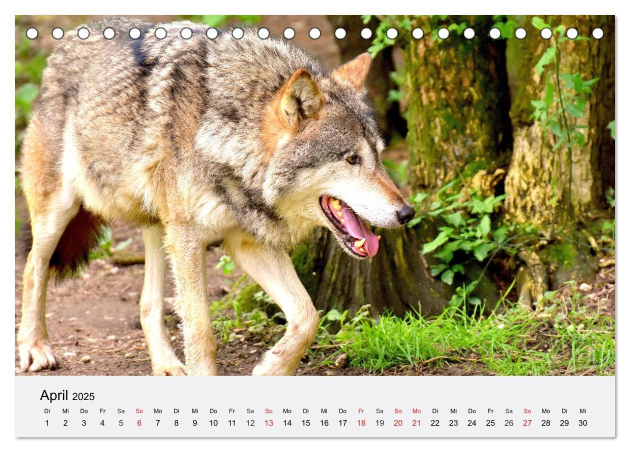 Bild: 9783435174720 | Wölfe. Ein Herz für Isegrim! (Tischkalender 2025 DIN A5 quer),...
