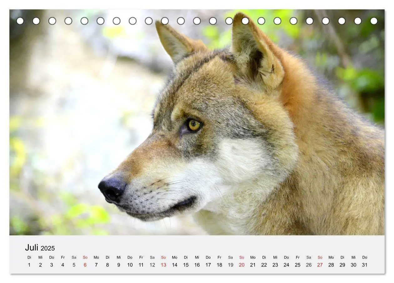 Bild: 9783435174720 | Wölfe. Ein Herz für Isegrim! (Tischkalender 2025 DIN A5 quer),...