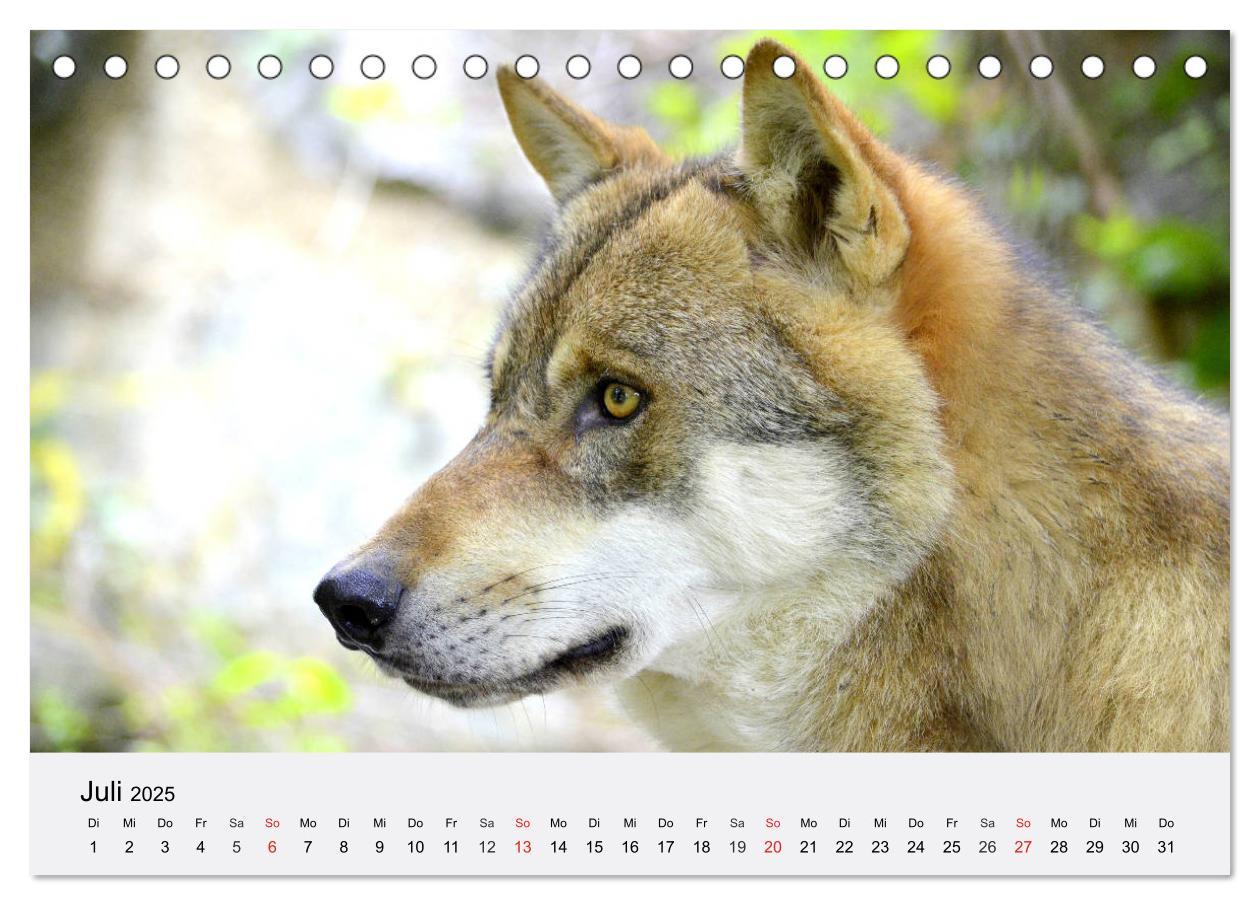 Bild: 9783435174720 | Wölfe. Ein Herz für Isegrim! (Tischkalender 2025 DIN A5 quer),...