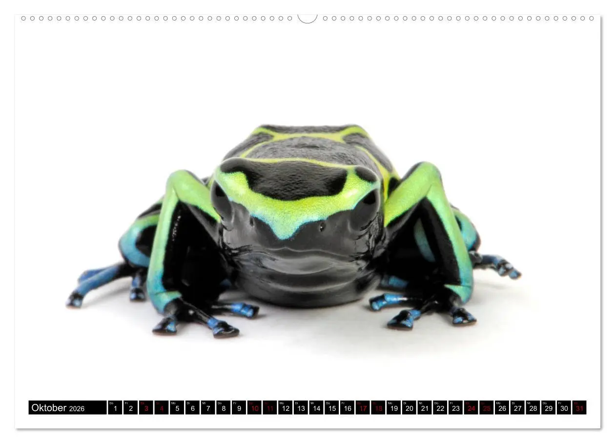 Bild: 9783457874820 | Amphibien und Reptilien (Wandkalender 2026 DIN A2 quer), CALVENDO...