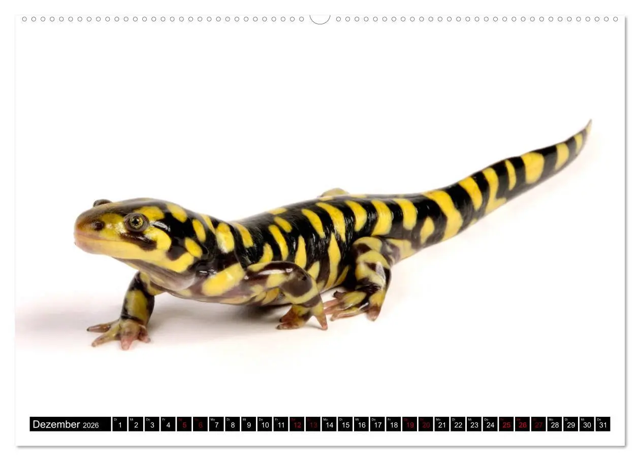 Bild: 9783457874820 | Amphibien und Reptilien (Wandkalender 2026 DIN A2 quer), CALVENDO...