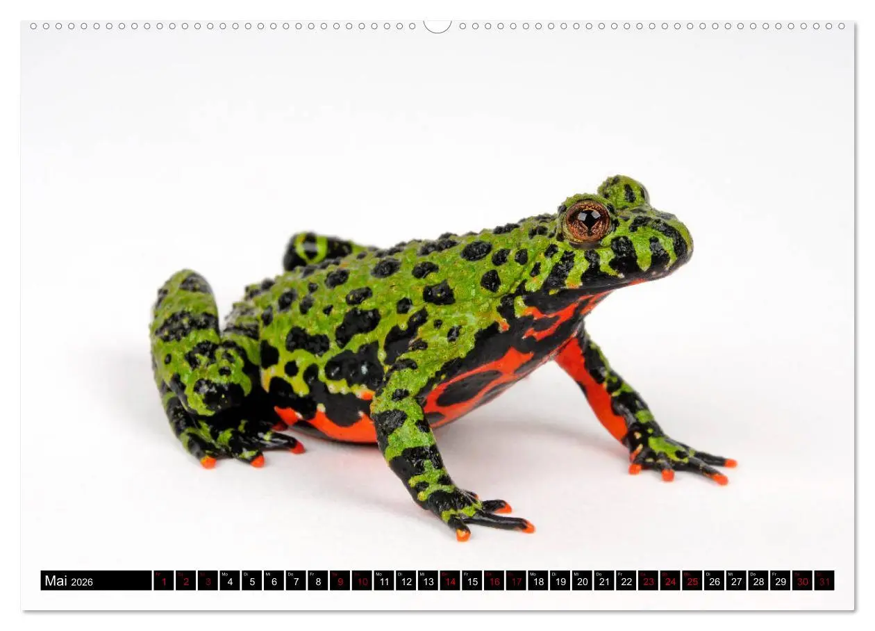 Bild: 9783457874820 | Amphibien und Reptilien (Wandkalender 2026 DIN A2 quer), CALVENDO...