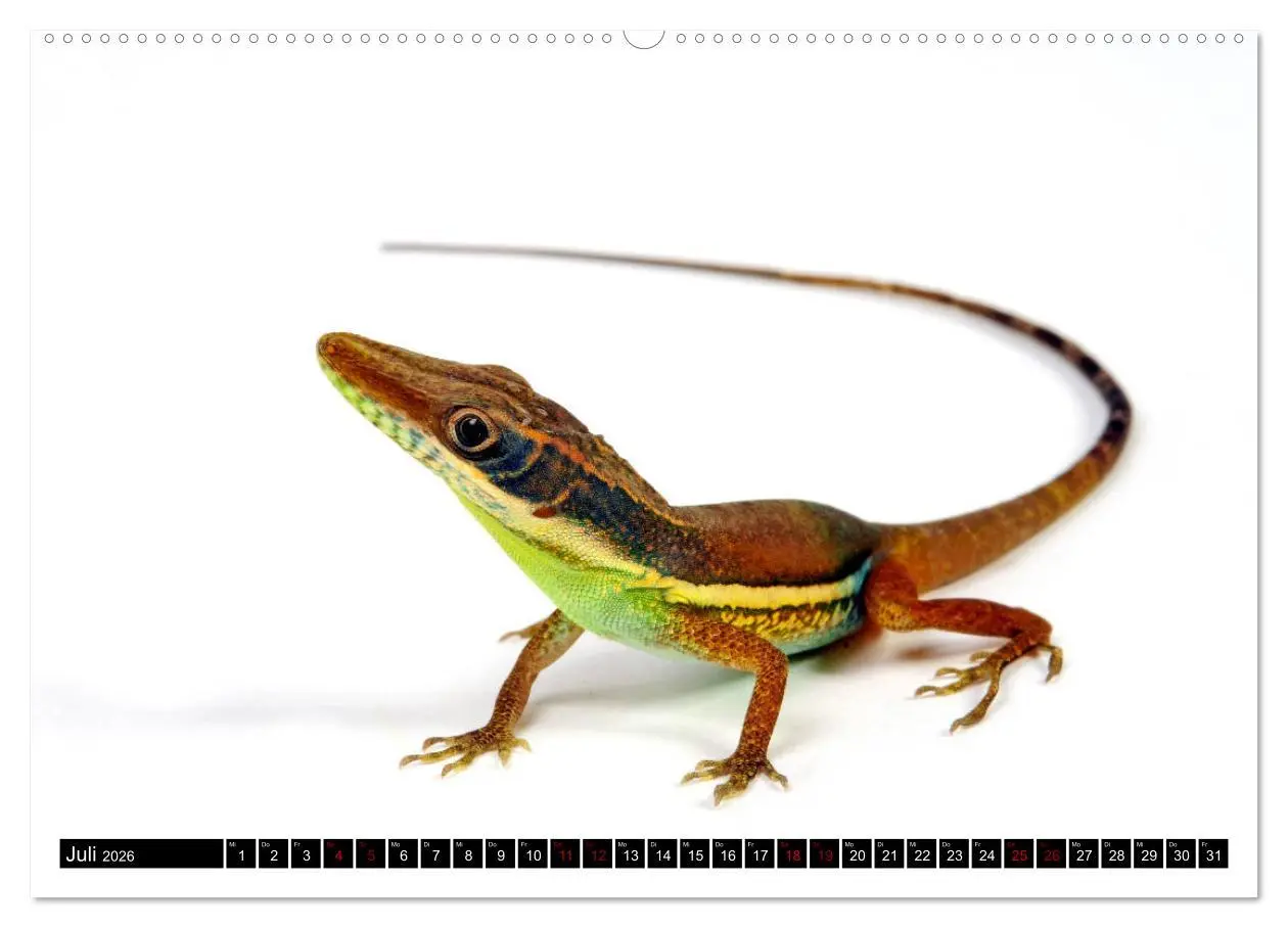 Bild: 9783457874820 | Amphibien und Reptilien (Wandkalender 2026 DIN A2 quer), CALVENDO...