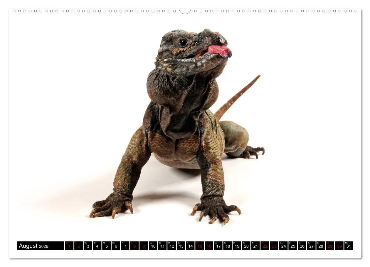 Bild: 9783457874820 | Amphibien und Reptilien (Wandkalender 2026 DIN A2 quer), CALVENDO...