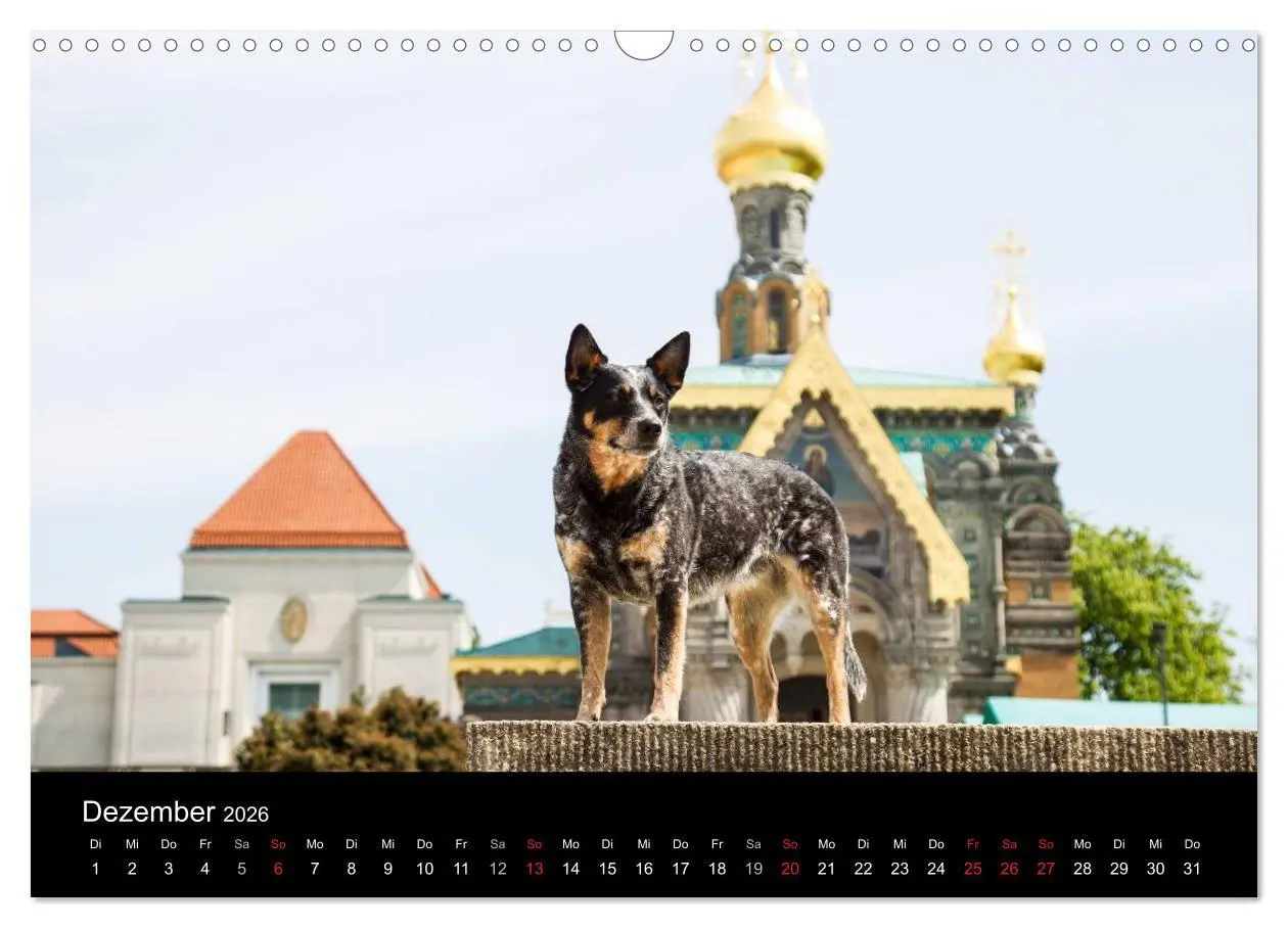 Bild: 9783457944820 | Australian Cattle Dogs zwischen Kunst und Kultur (Wandkalender 2026...