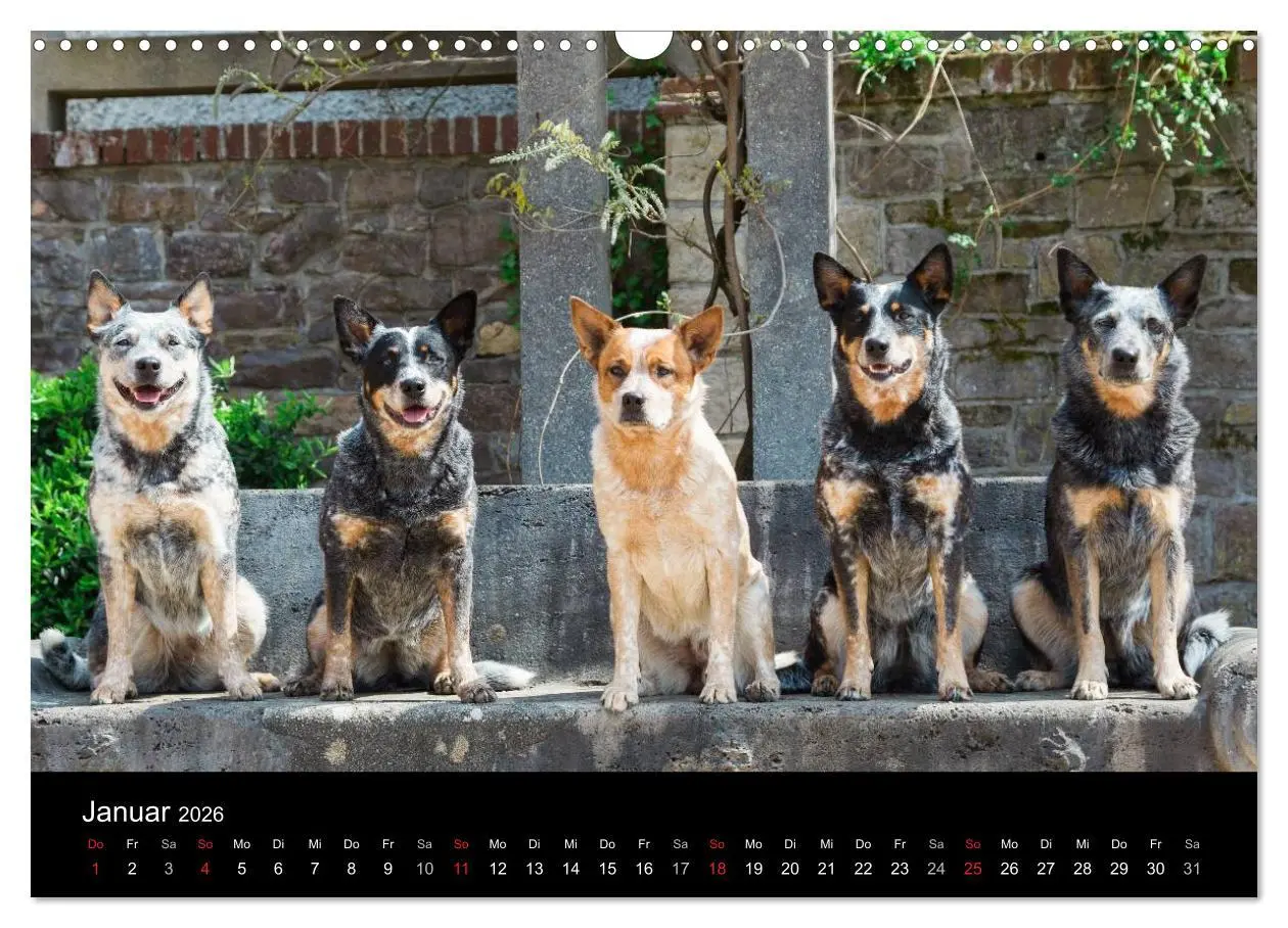 Bild: 9783457944820 | Australian Cattle Dogs zwischen Kunst und Kultur (Wandkalender 2026...