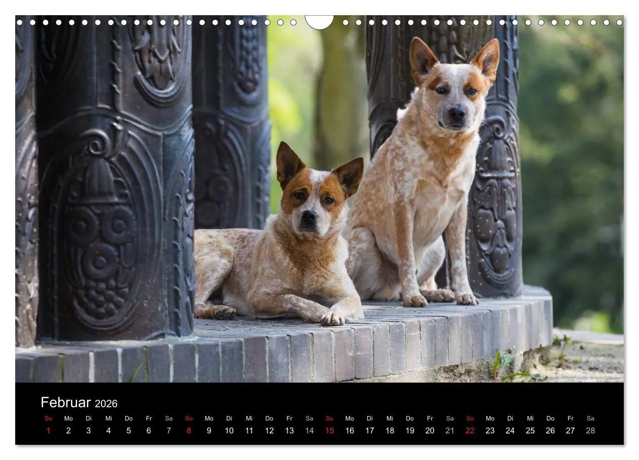 Bild: 9783457944820 | Australian Cattle Dogs zwischen Kunst und Kultur (Wandkalender 2026...
