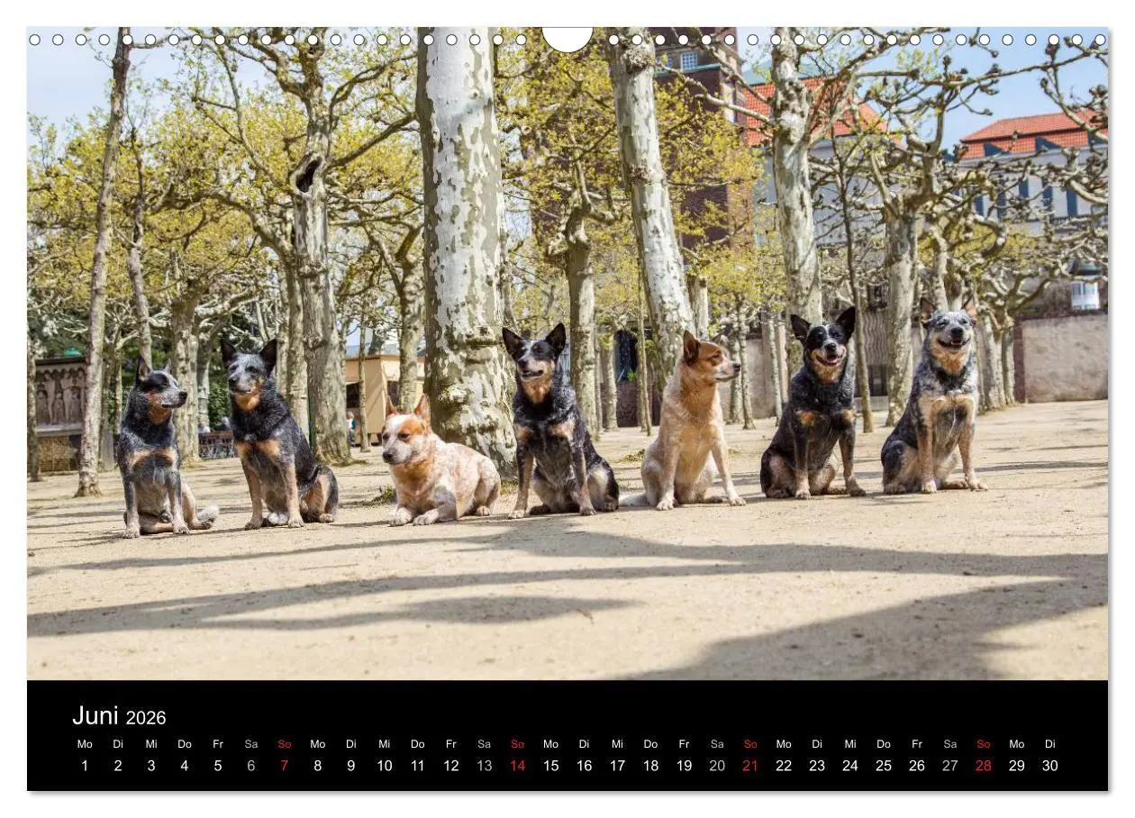 Bild: 9783457944820 | Australian Cattle Dogs zwischen Kunst und Kultur (Wandkalender 2026...