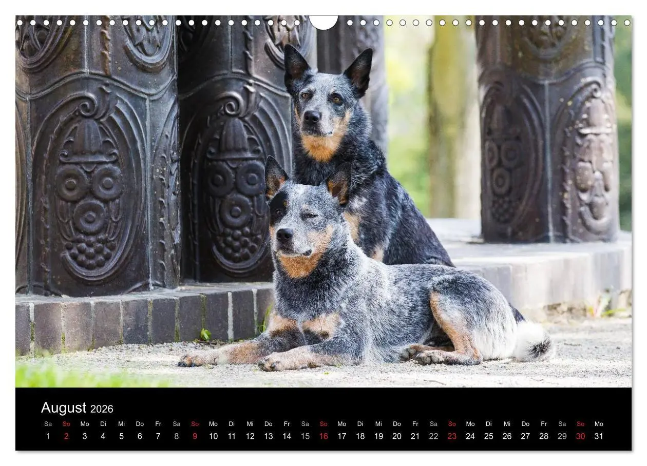 Bild: 9783457944820 | Australian Cattle Dogs zwischen Kunst und Kultur (Wandkalender 2026...