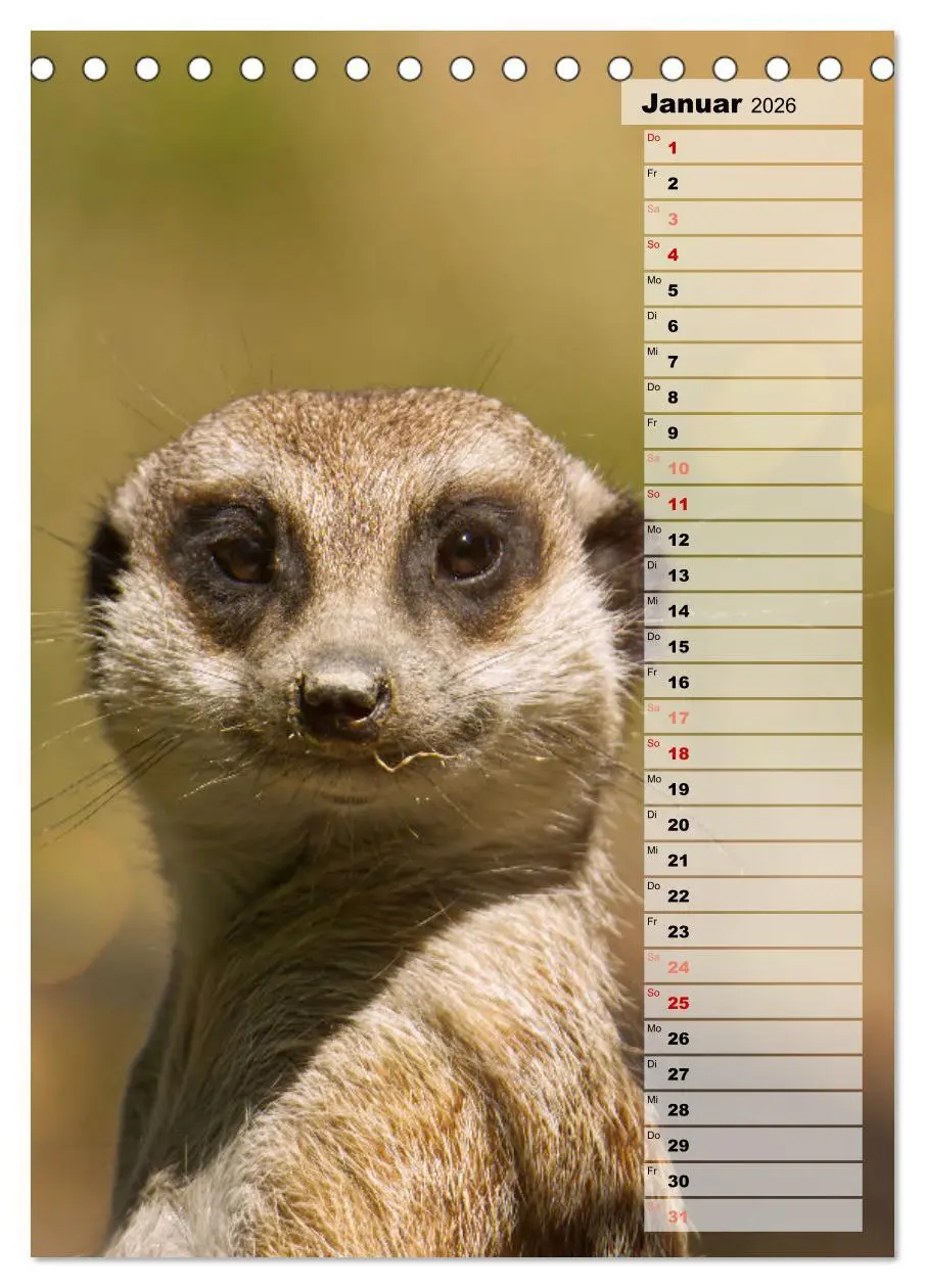 Bild: 9783516334920 | Erdmännchen, putzige Kerlchen mit großen Knopfaugen (Tischkalender...