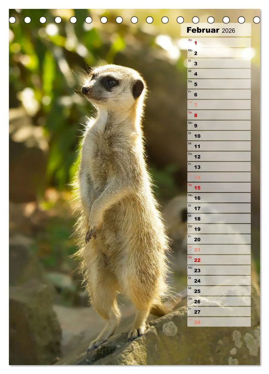 Bild: 9783516334920 | Erdmännchen, putzige Kerlchen mit großen Knopfaugen (Tischkalender...