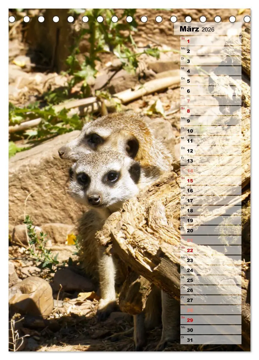 Bild: 9783516334920 | Erdmännchen, putzige Kerlchen mit großen Knopfaugen (Tischkalender...