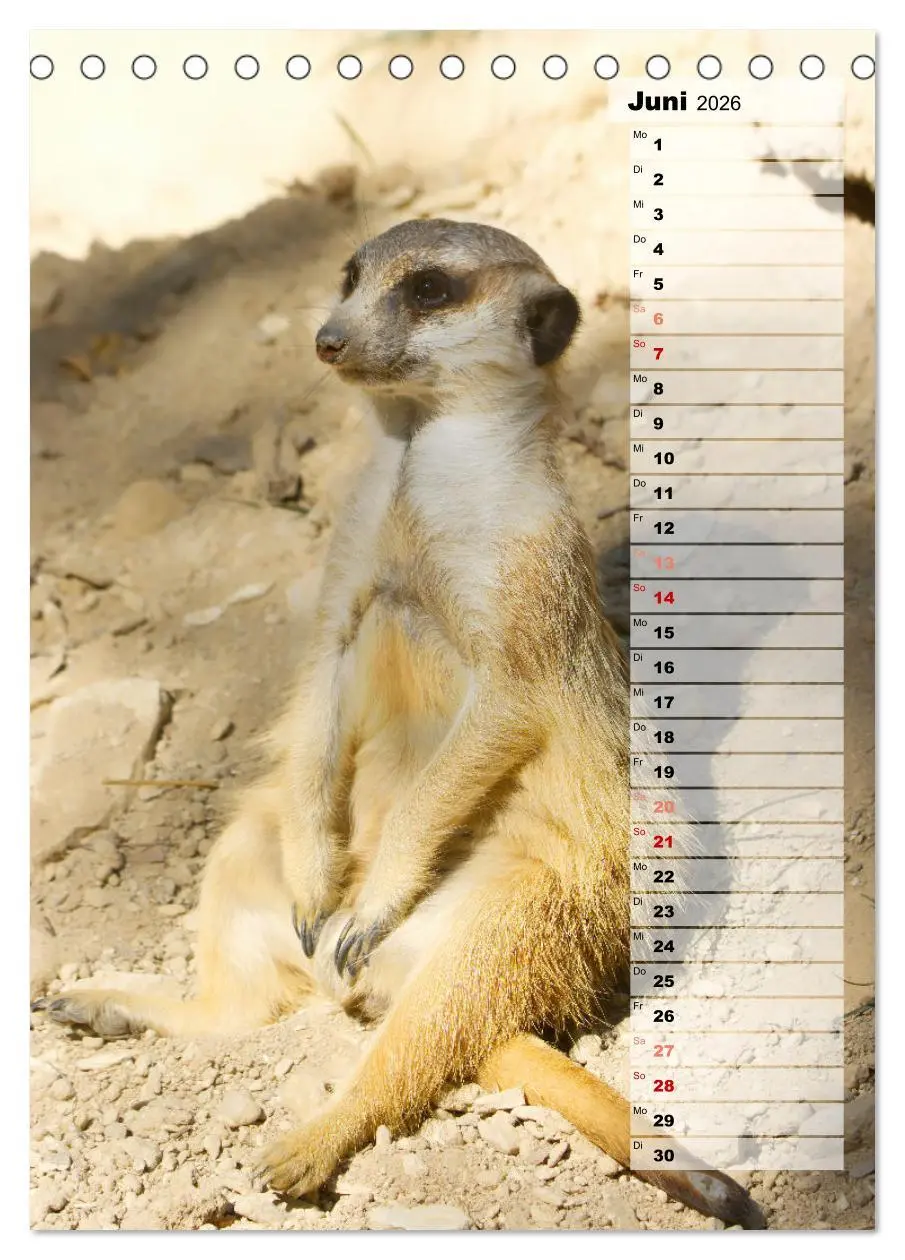 Bild: 9783516334920 | Erdmännchen, putzige Kerlchen mit großen Knopfaugen (Tischkalender...