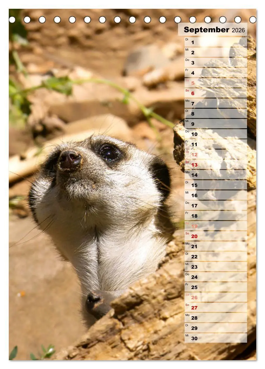 Bild: 9783516334920 | Erdmännchen, putzige Kerlchen mit großen Knopfaugen (Tischkalender...
