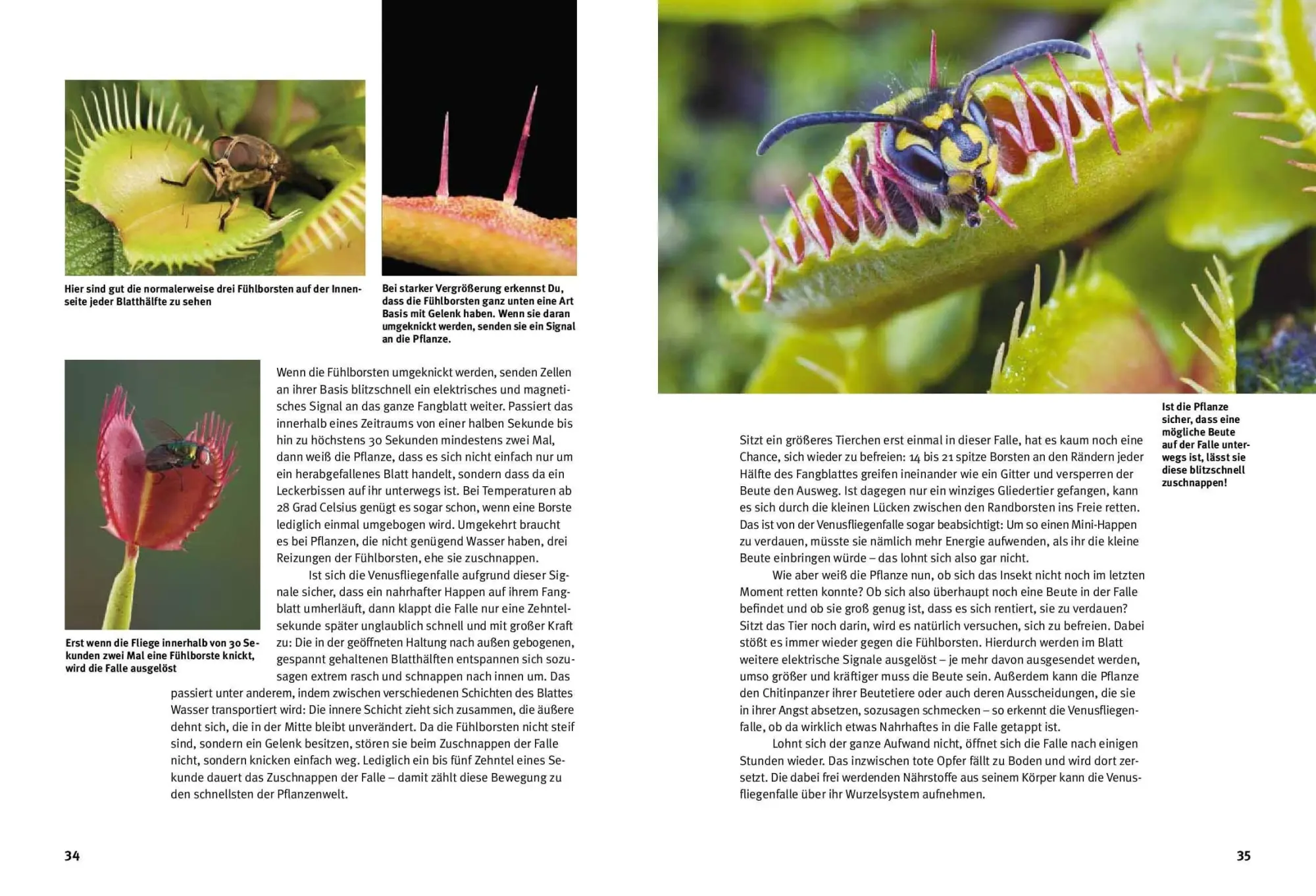 Bild: 9783866594920 | Entdecke fleischfressende Pflanzen | Kriton Kunz | Buch | 64 S. | 2025