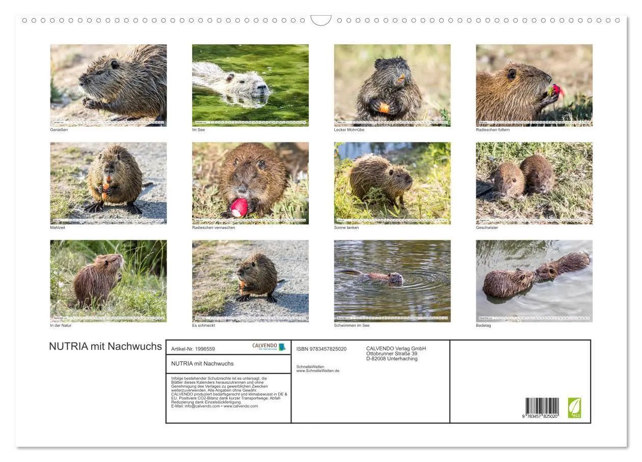 Bild: 9783457825020 | NUTRIA mit Nachwuchs (Wandkalender 2026 DIN A2 quer), CALVENDO...