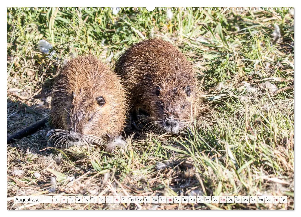 Bild: 9783457825020 | NUTRIA mit Nachwuchs (Wandkalender 2026 DIN A2 quer), CALVENDO...