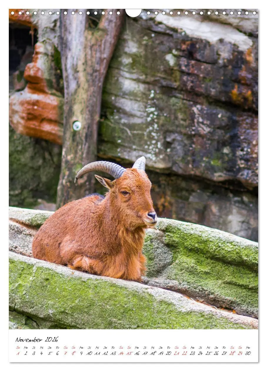 Bild: 9783516395020 | Tierwelten - aus dem ältesten Tiergarten der Welt (Wandkalender...