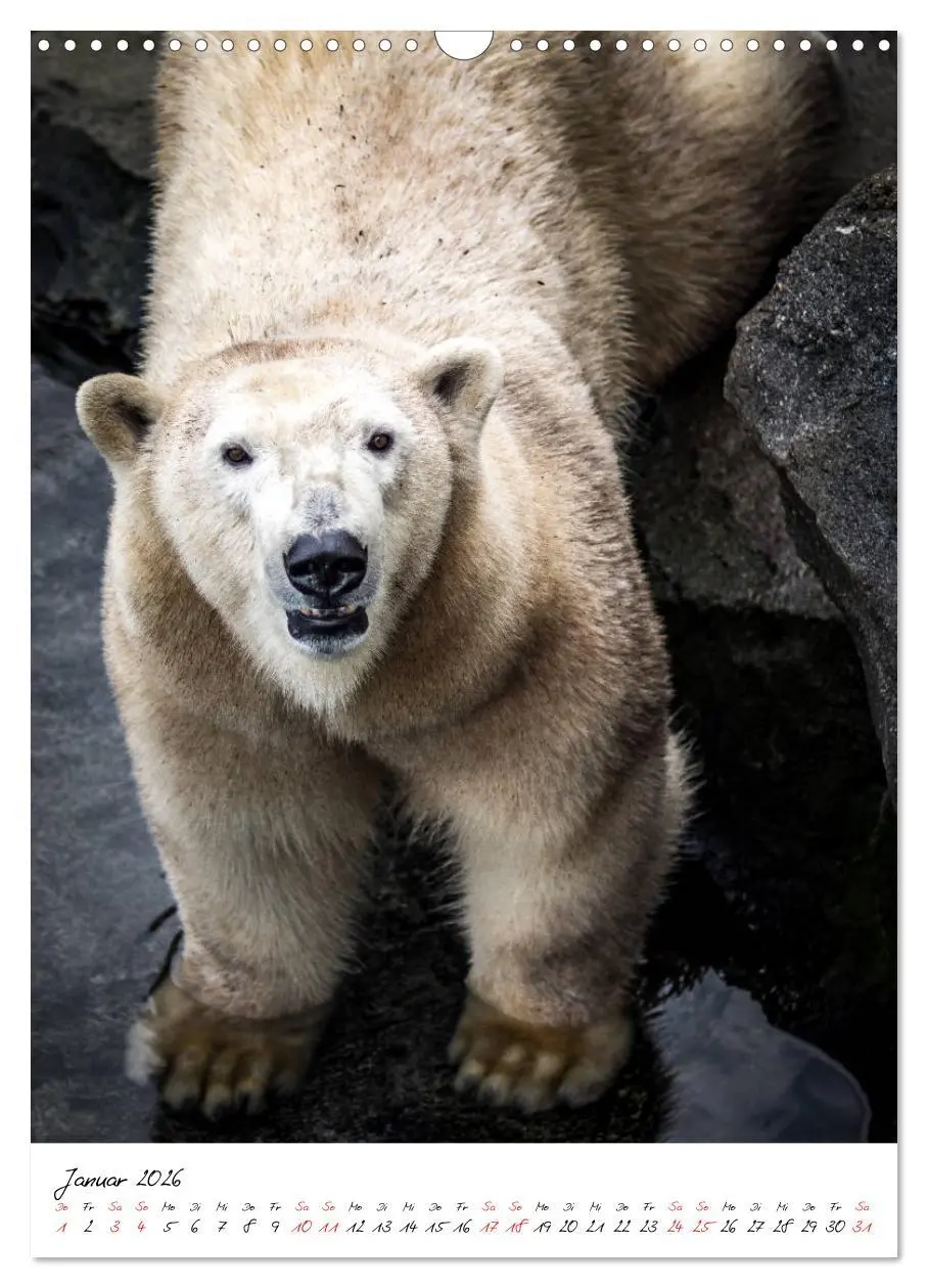Bild: 9783516395020 | Tierwelten - aus dem ältesten Tiergarten der Welt (Wandkalender...