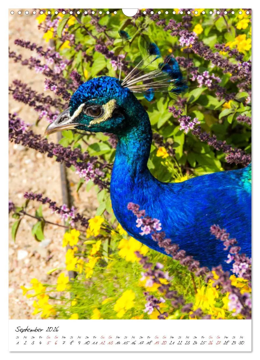 Bild: 9783516395020 | Tierwelten - aus dem ältesten Tiergarten der Welt (Wandkalender...