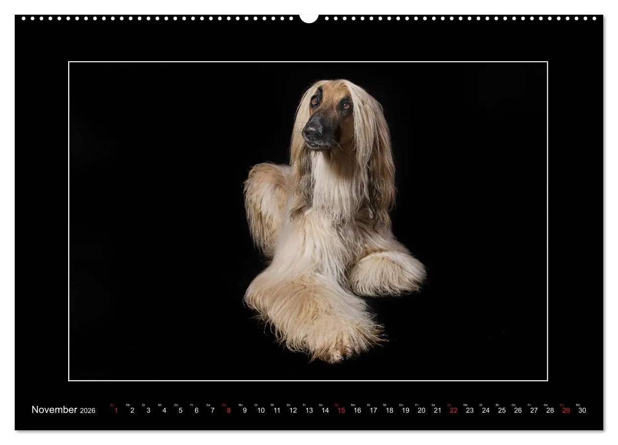 Bild: 9783457675120 | Windhunde - Schnelle Schönheiten (hochwertiger Premium Wandkalender...