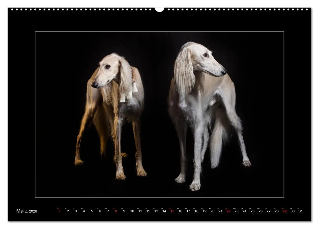 Bild: 9783457675120 | Windhunde - Schnelle Schönheiten (hochwertiger Premium Wandkalender...