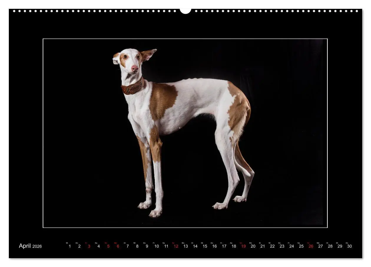 Bild: 9783457675120 | Windhunde - Schnelle Schönheiten (hochwertiger Premium Wandkalender...