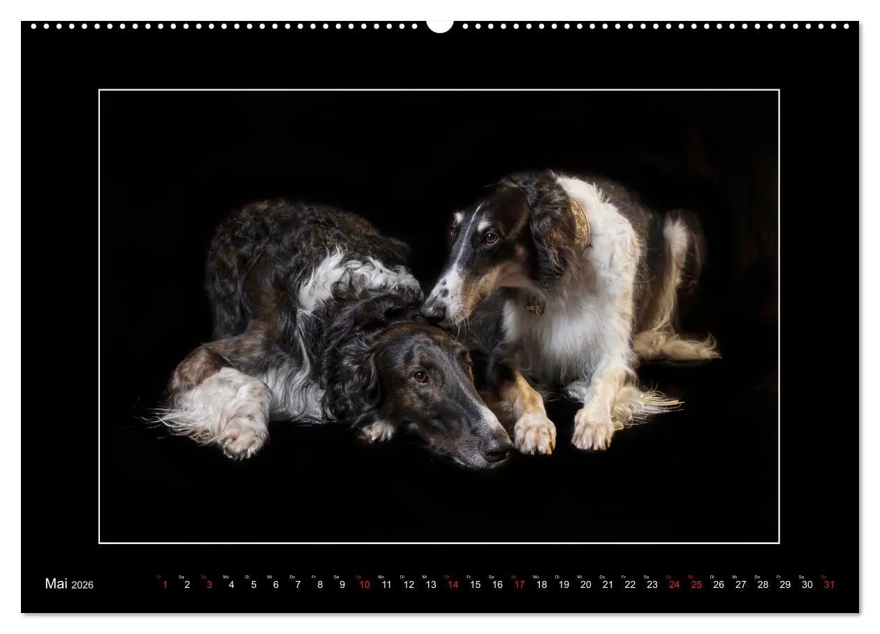 Bild: 9783457675120 | Windhunde - Schnelle Schönheiten (hochwertiger Premium Wandkalender...