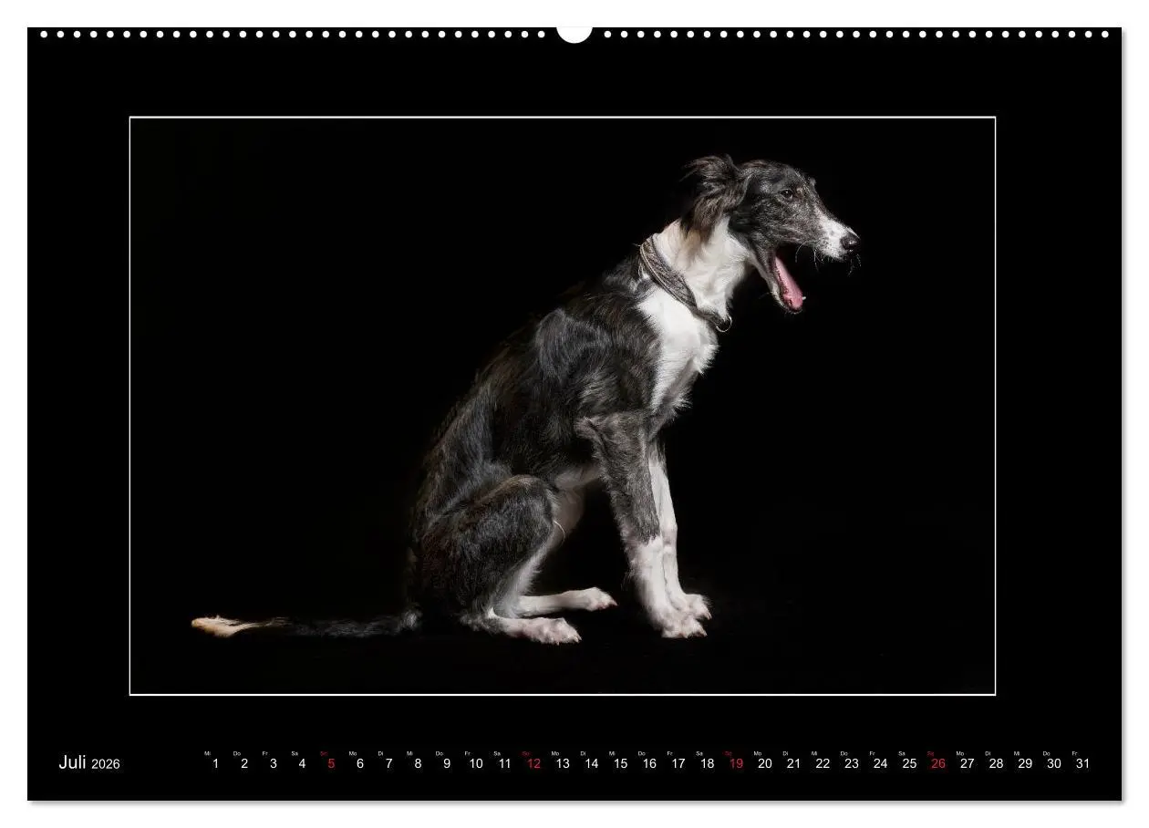 Bild: 9783457675120 | Windhunde - Schnelle Schönheiten (hochwertiger Premium Wandkalender...